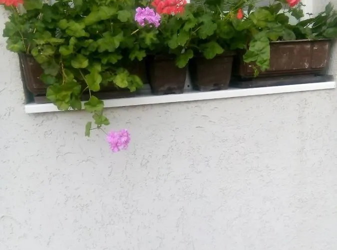 Kotva 게스트하우스 로제넷츠