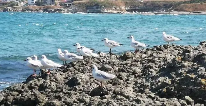 Kotva 2* 로제넷츠