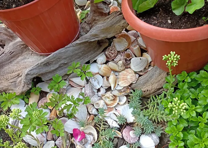 Kotva 2* 로제넷츠