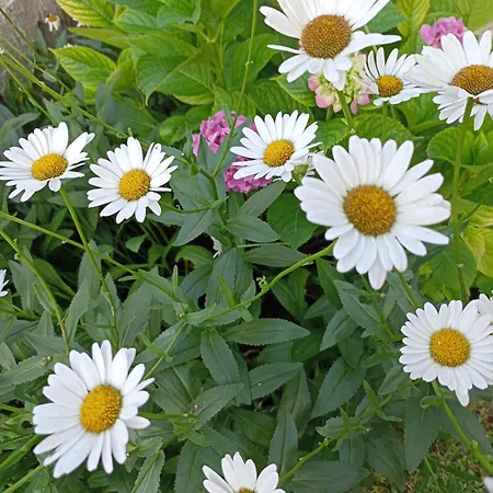 Kotva 로제넷츠