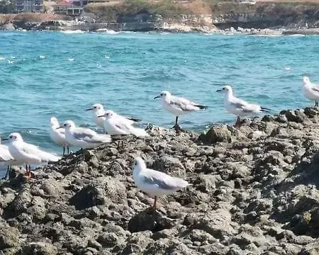 Kotva 2* 로제넷츠