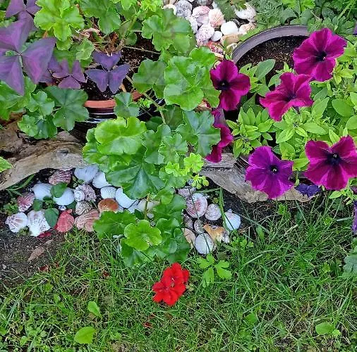 Kotva ゲストハウス ロゼネッツ