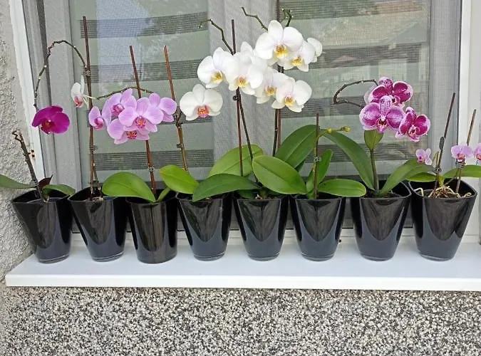 Kotva 2* ロゼネッツ