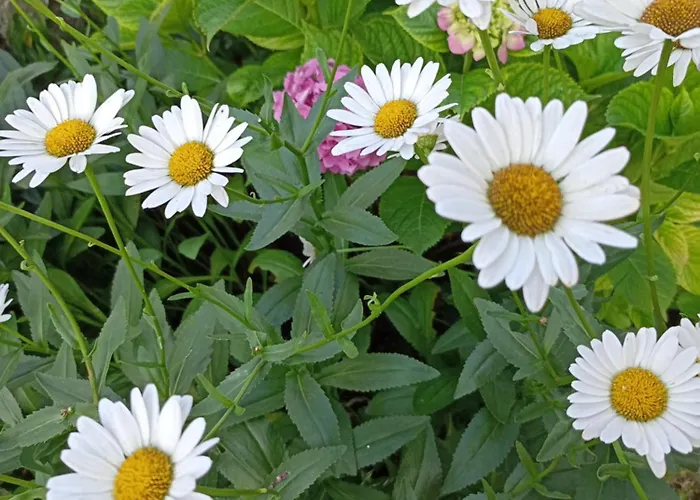 Kotva ロゼネッツ