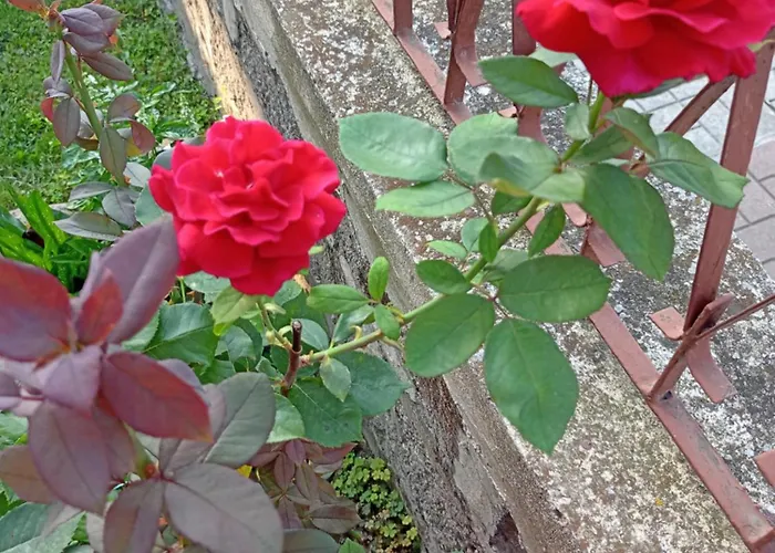 Kotva 2* ロゼネッツ