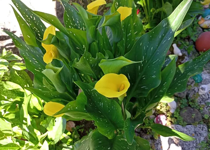 Kotva ゲストハウス