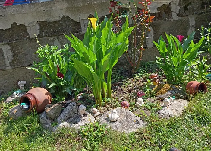 Kotva 2* ロゼネッツ