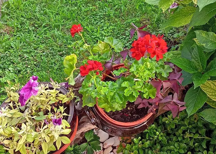 ゲストハウス Kotva ロゼネッツ