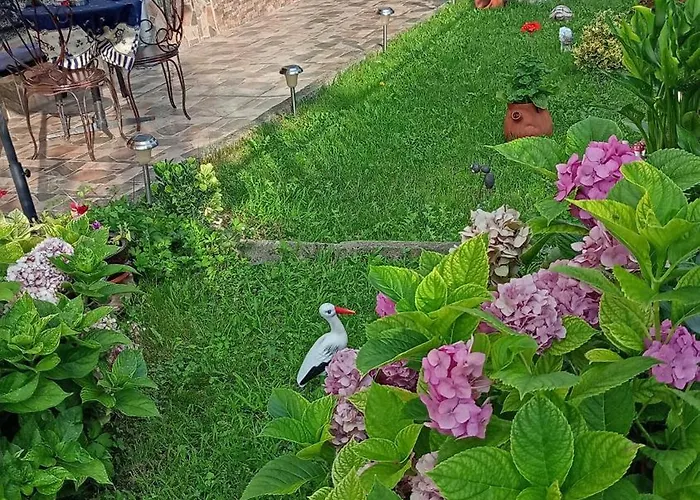 Kotva ロゼネッツ