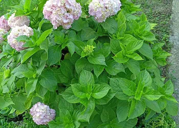 Kotva ゲストハウス