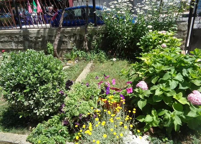 Kotva ロゼネッツ